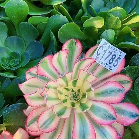 家***子1785砍头爱丽思多肉植物