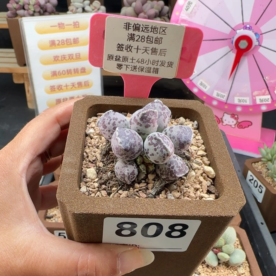 808达摩海豹多肉植物