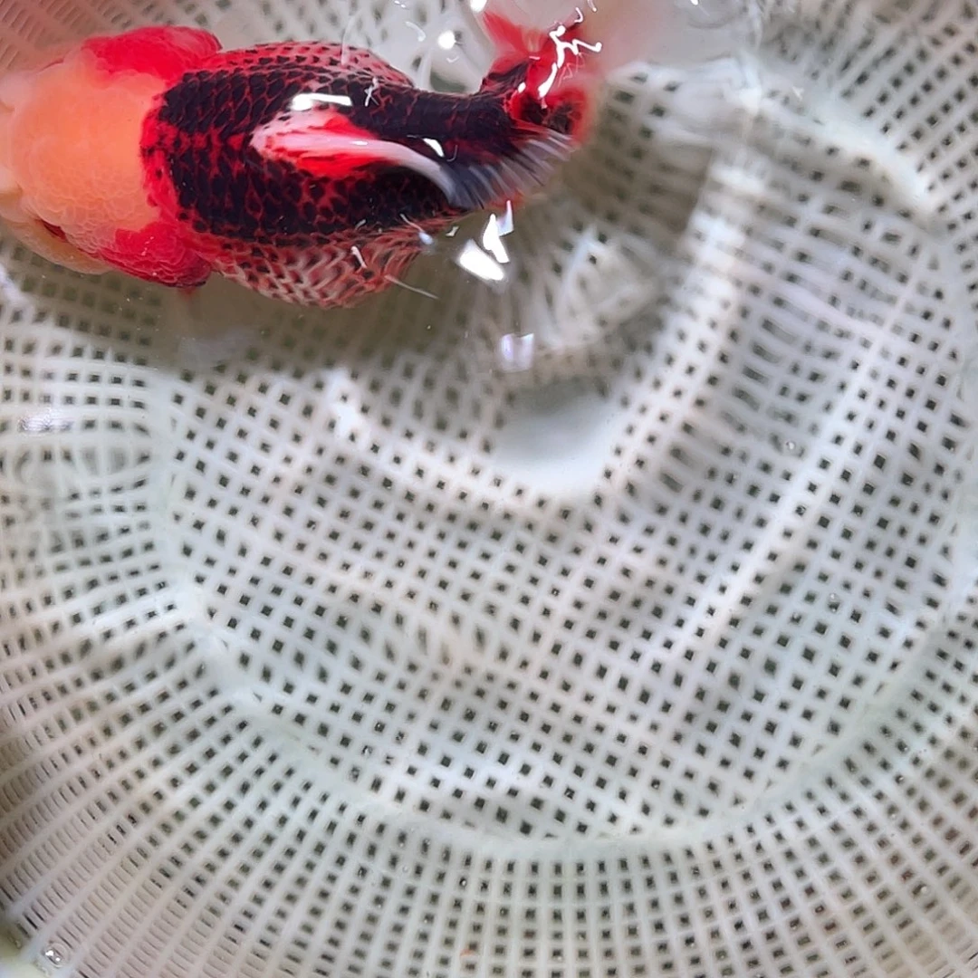 海水鱼88一条玛丽包邮