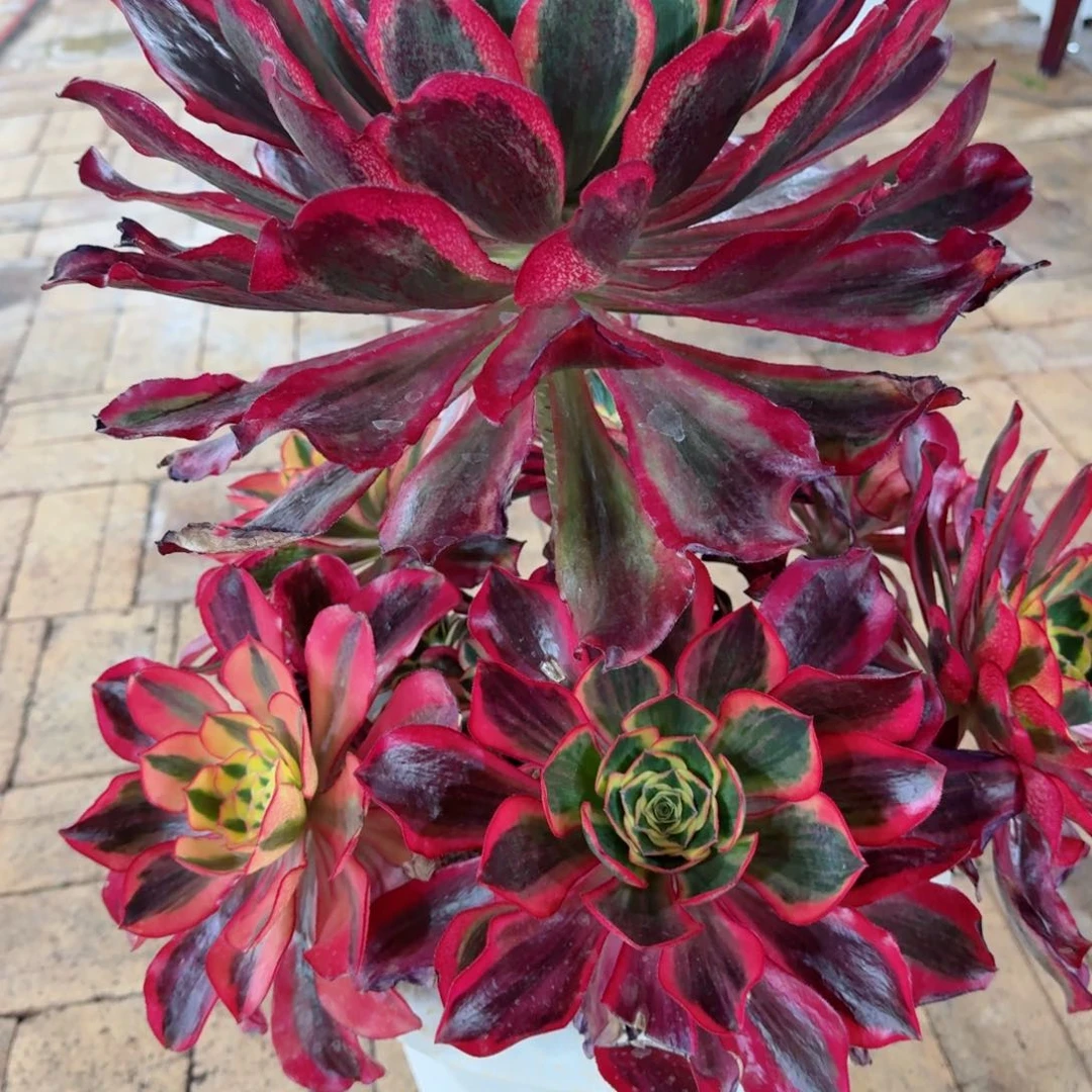 刺*君多肉植物发货发货