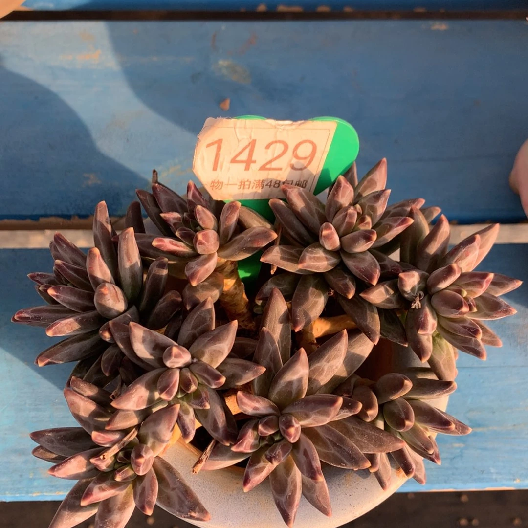 梵高美人老桩平头1429