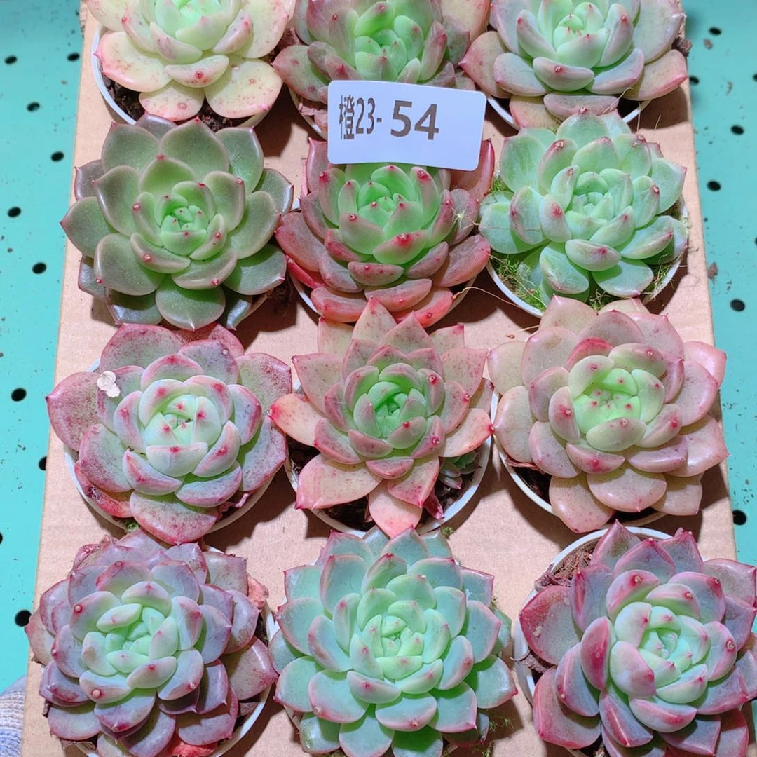23-54一物一拍多肉带盆18颗