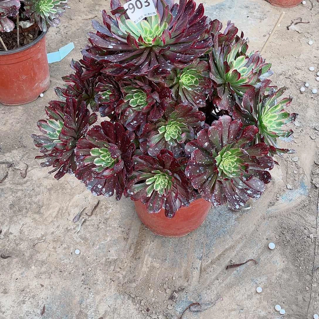 无花朵心**佛多肉植物903