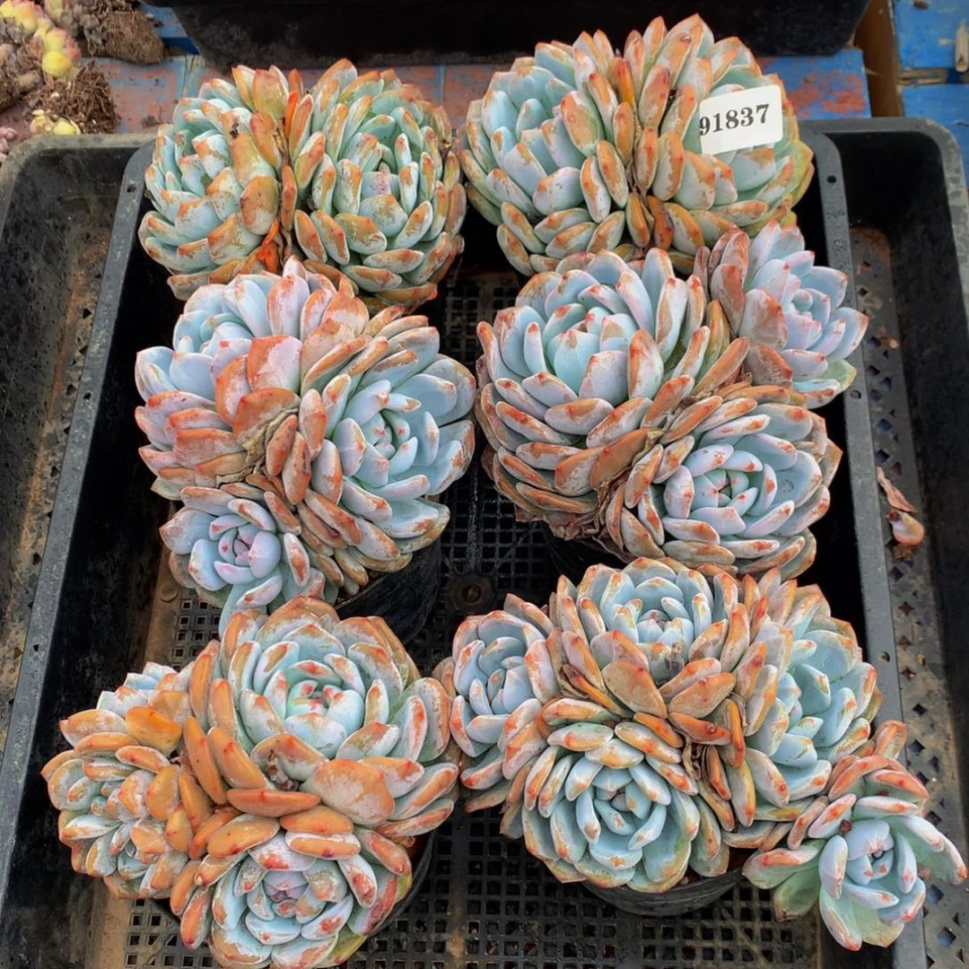91837六个嗯嗯嗯嗯嗯嗯嗯好喜欢