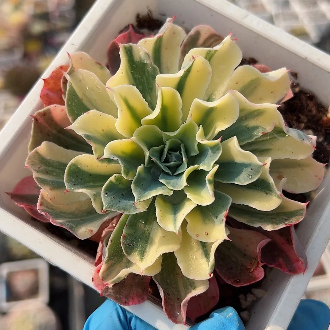 海啸锦，花脸拉丝锦