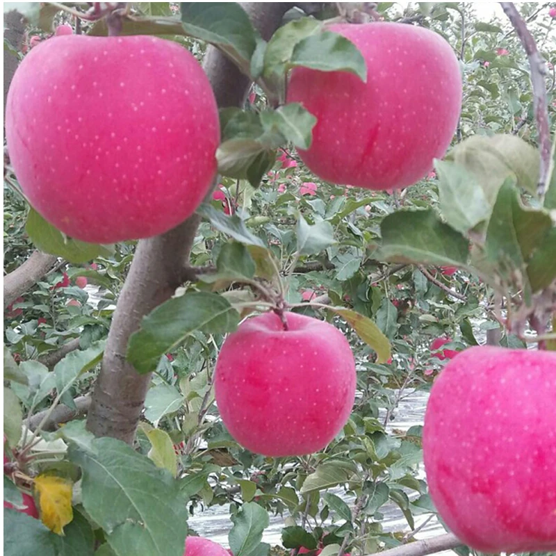 【家庭装推荐】甘肃静宁红富士苹果（中小果）