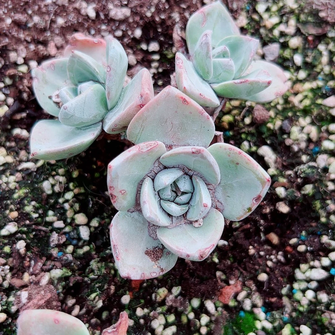 ？***2240微瑕泡芙仙女杯