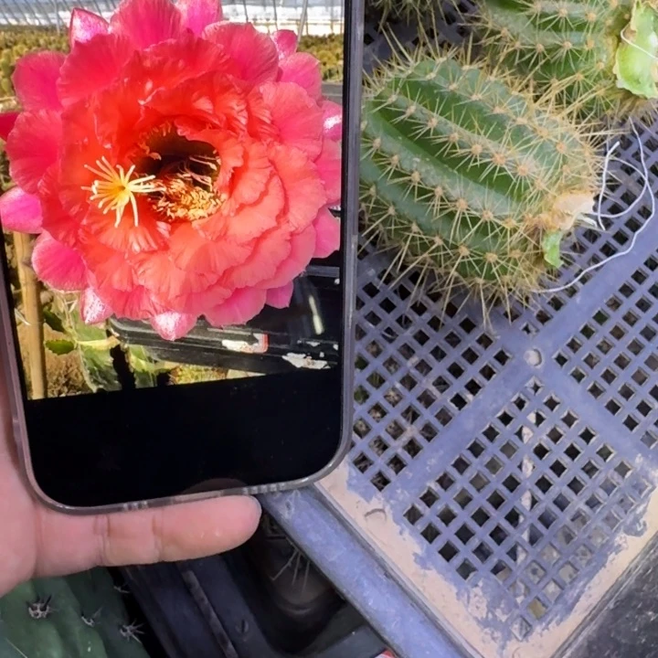 322毛100歪无根侧牙5公分左右，20包邮