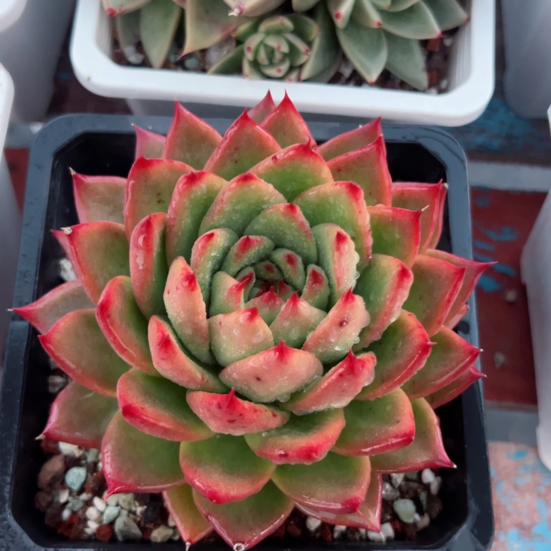 一物一拍，美美哒啊