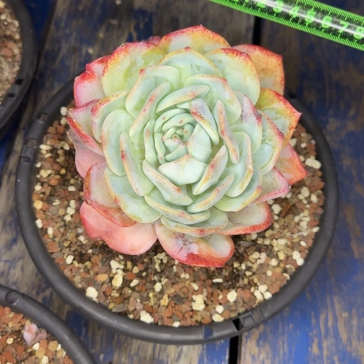 凤橙228 多肉植物一物一拍