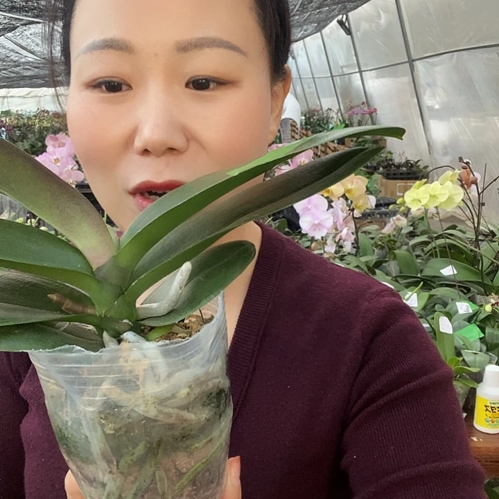 无花朵独角兽蝴蝶兰