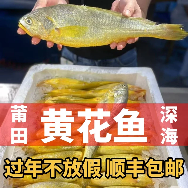 黄花鱼(只做大条好品质)顺丰空运包邮-莆田特产