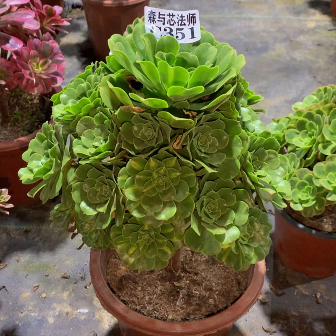 【闪购商品】351绿羊绒