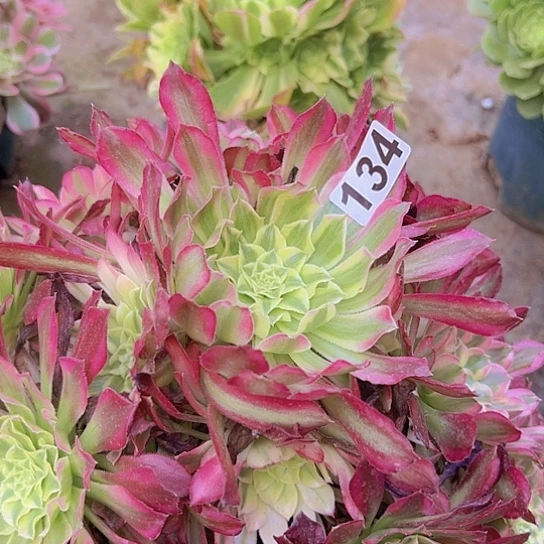 光****姐多肉植物一个