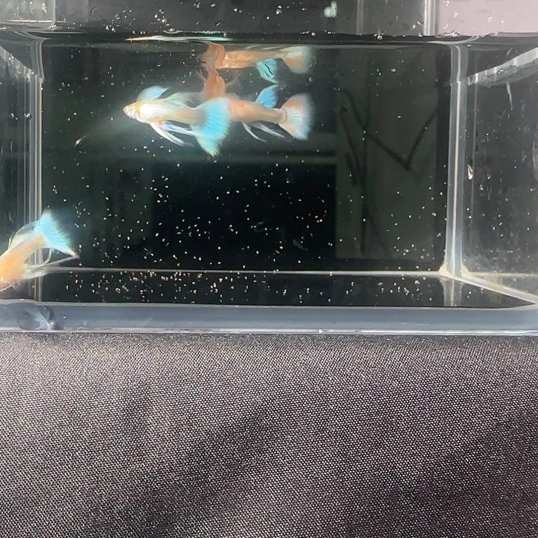 孔雀鱼关注主播可以竞拍