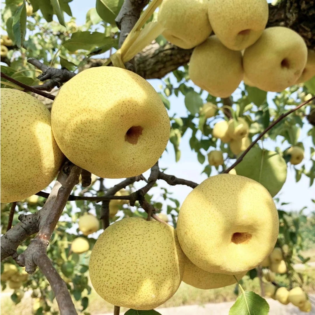 【小辣条专属链接】安徽砀山百年梨树正宗砀山酥梨新鲜采摘5斤酥梨