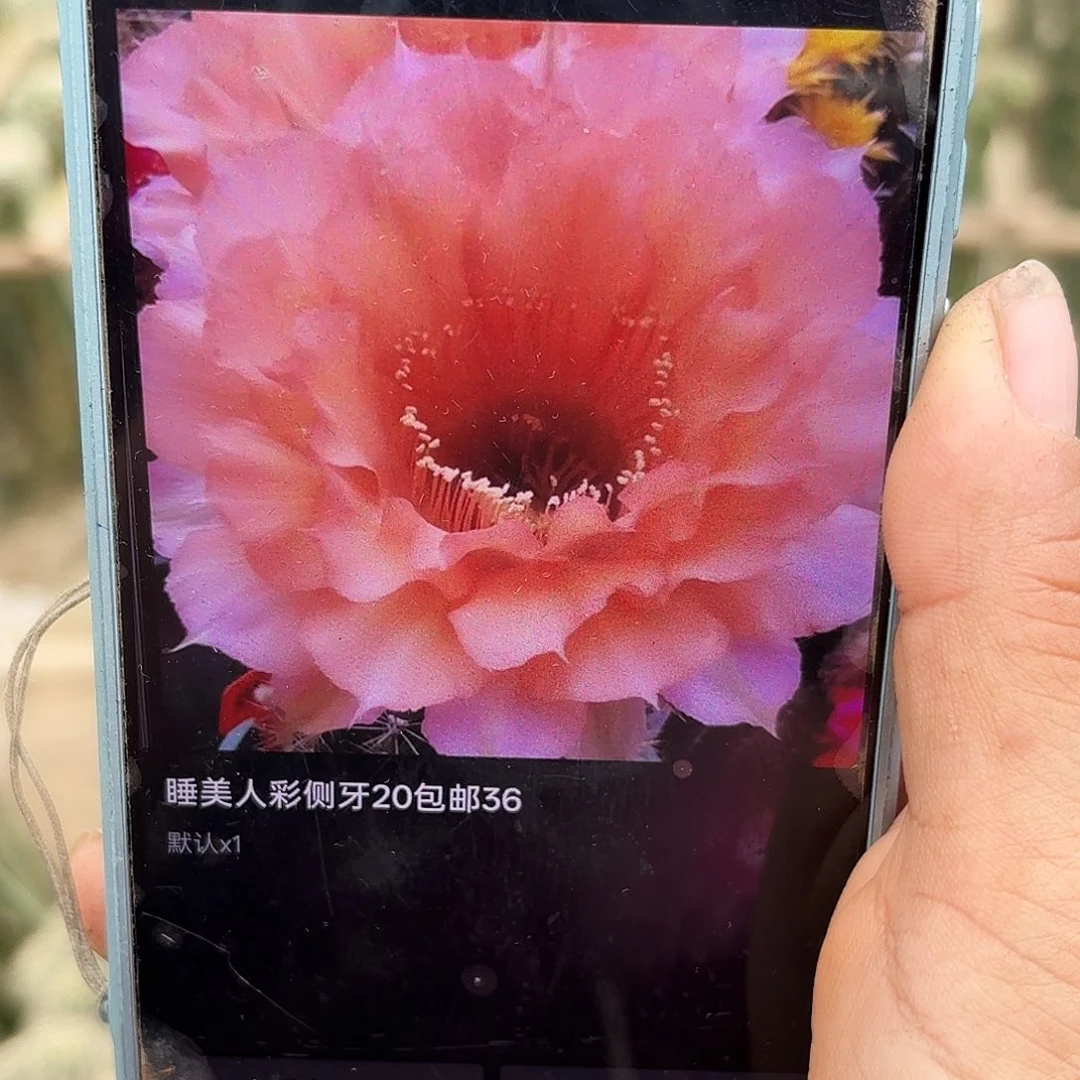 睡美人无根侧牙四公分