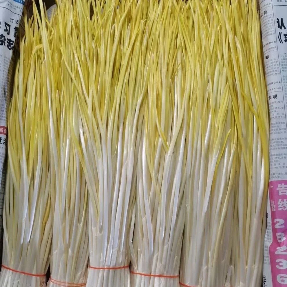 云南农家新鲜韭黄当季现割现发韭黄黄韭时令蔬菜青菜真空锁鲜