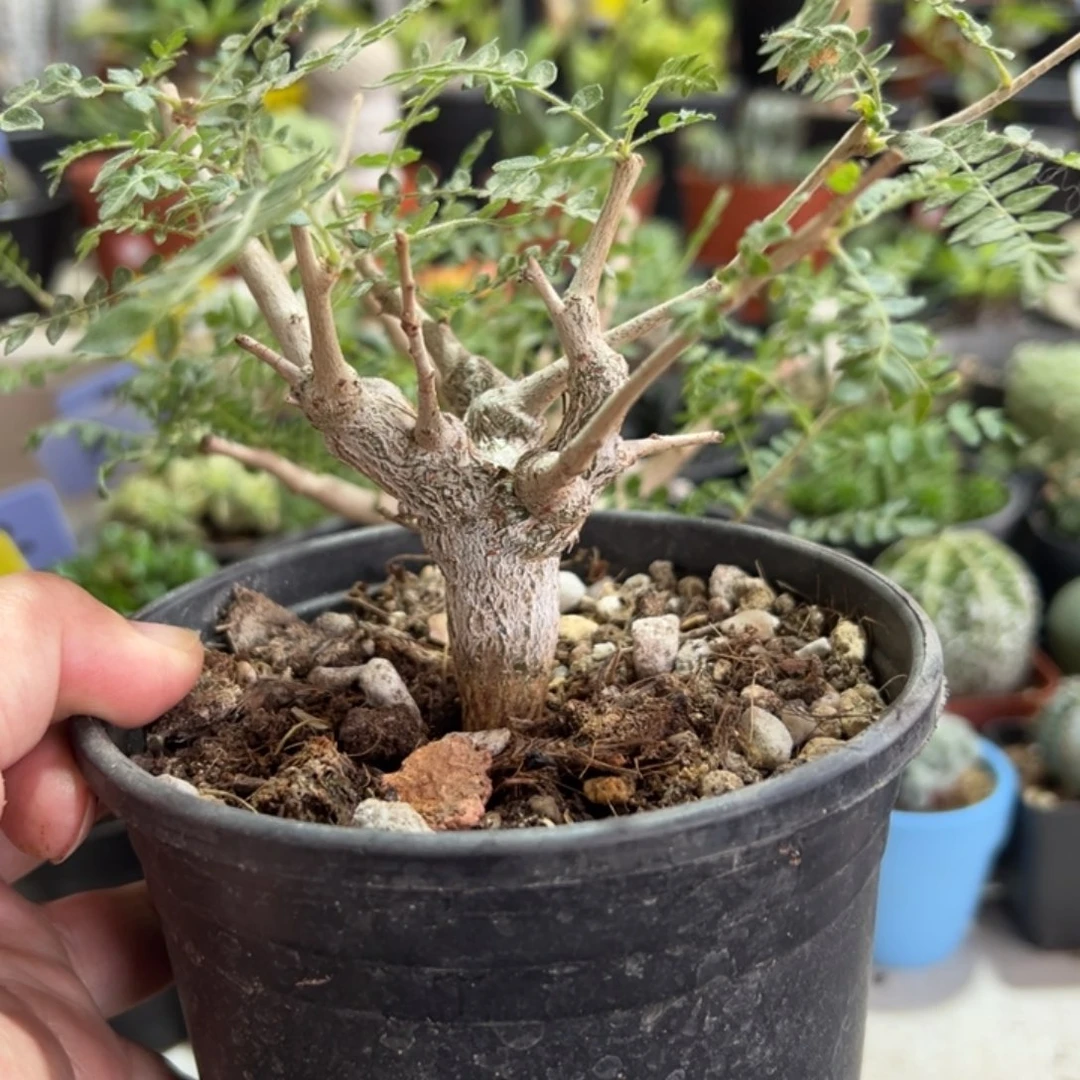 尼勒达乳香带盆11111111