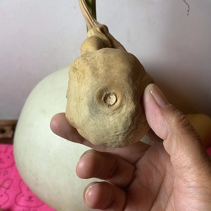 苦***华青皮手把件葫芦摆件
