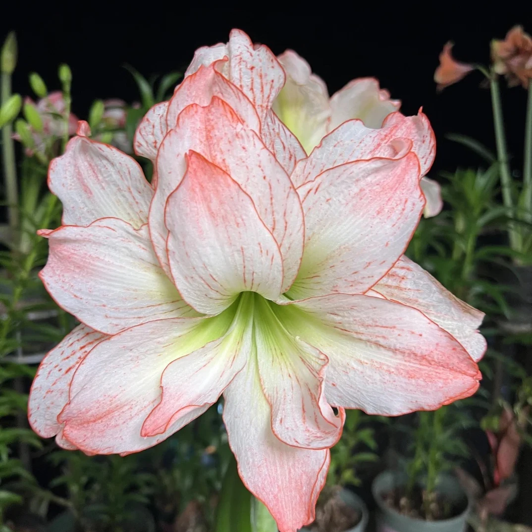 爱神朱顶红种球自然球当年开花