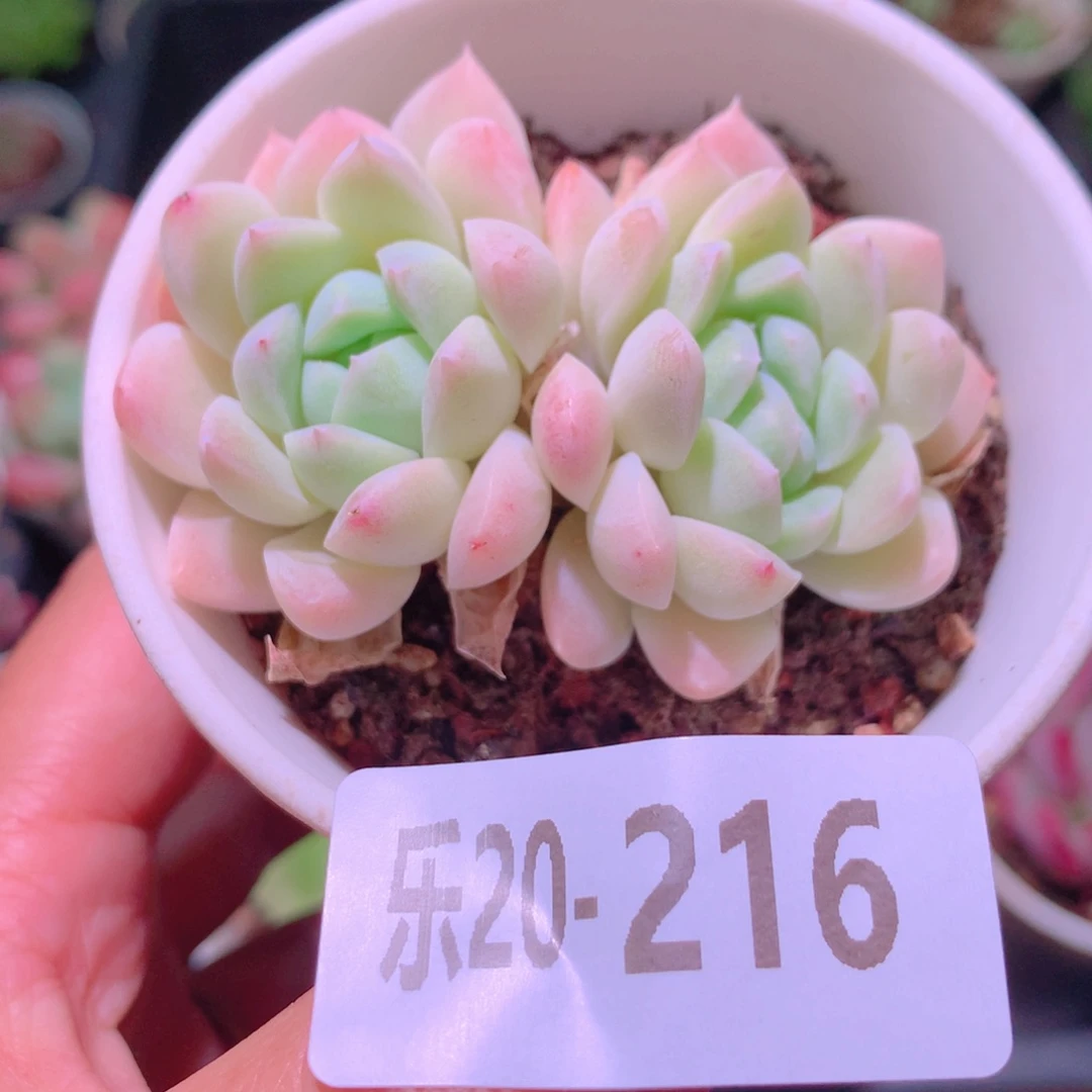 乐然20-216 奶油美人