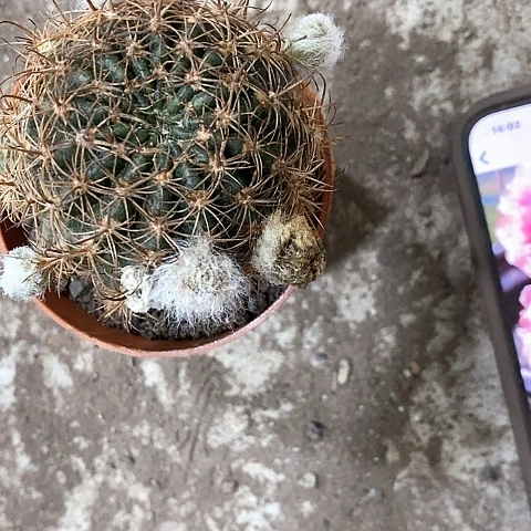 33牡丹，4公分左右