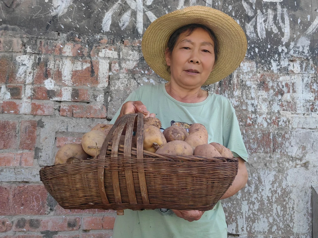 重庆新土豆黄皮土豆软糥洋芋季节性蔬菜