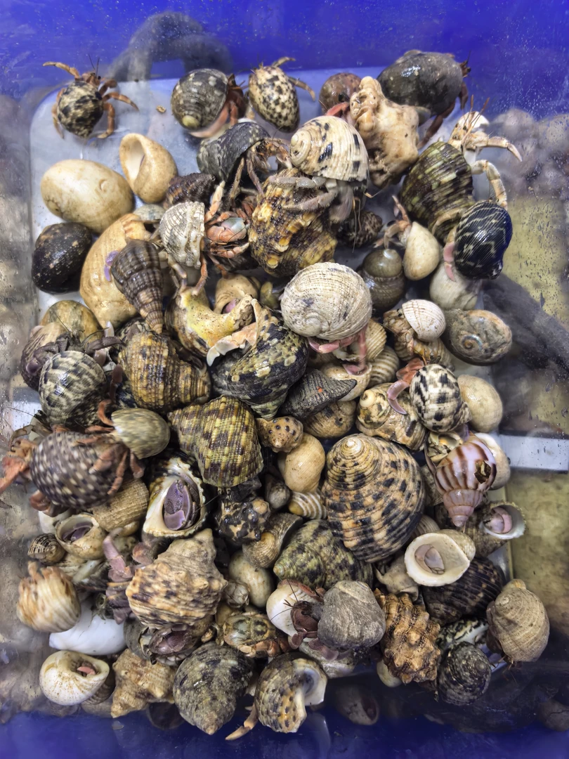 红灰白批发一斤寄居蟹【包活百分之90】