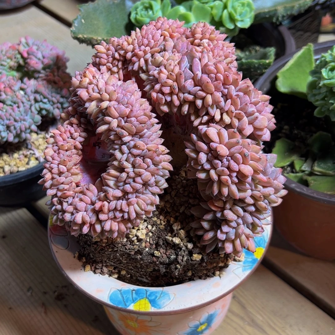 新年快乐 新年快乐