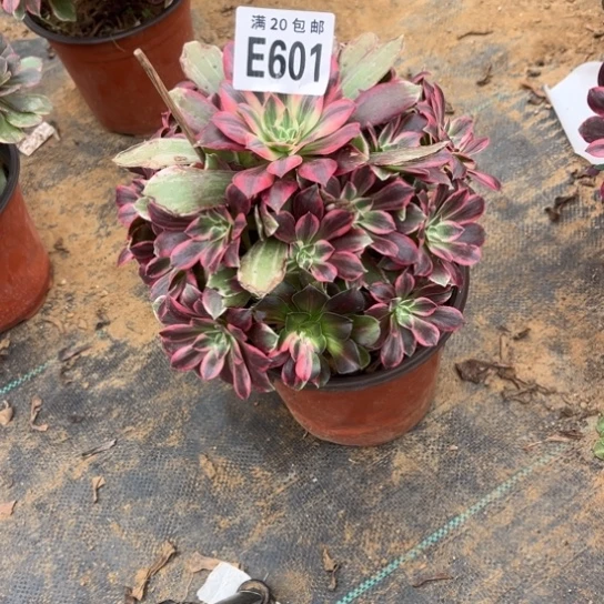 601浣纱法师不包断枝