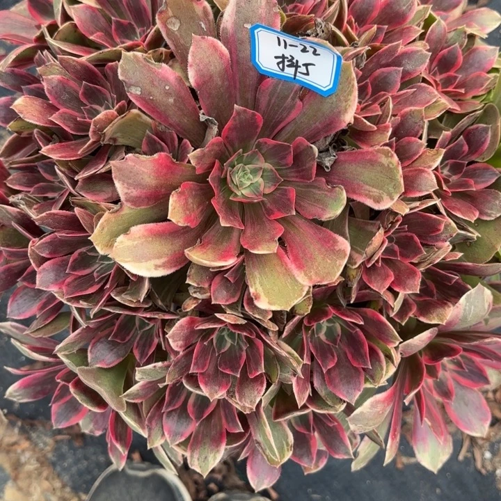 浣纱多肉法师不包损5