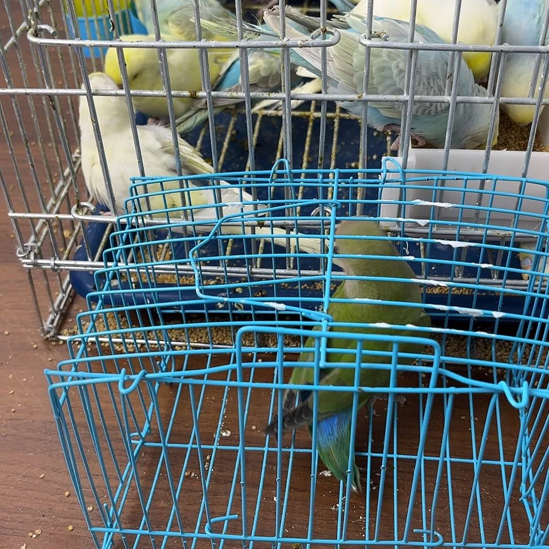 虎皮鹦鹉牡丹鹦鹉