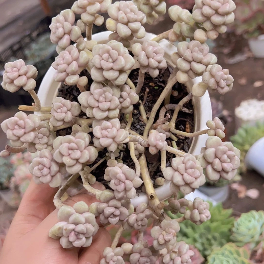 丸叶姬秋丽整装部分掉头不售后