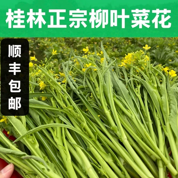 【顺丰包邮】广西桂林农家露天种植正宗柳叶菜花菜心菜苔