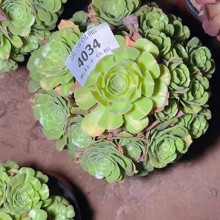 4034翡翠琉璃多肉植物