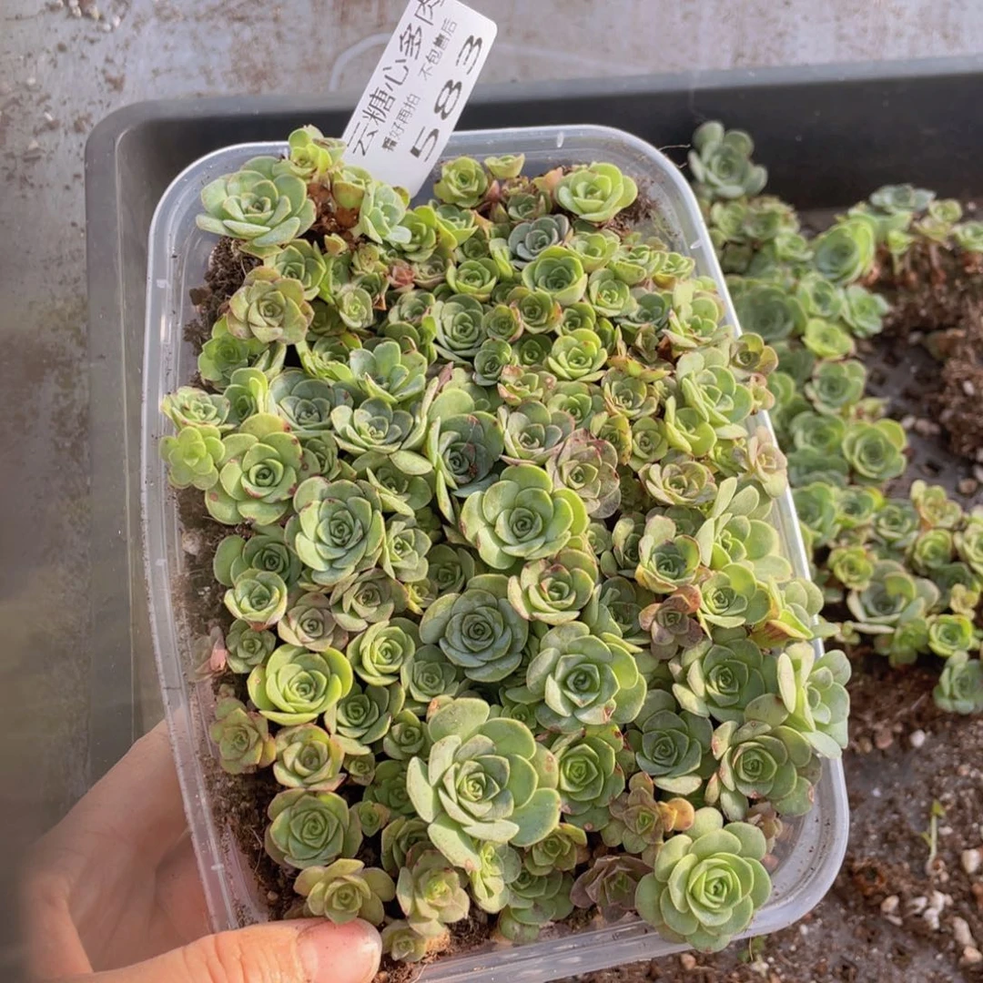 云糖心多肉植物583