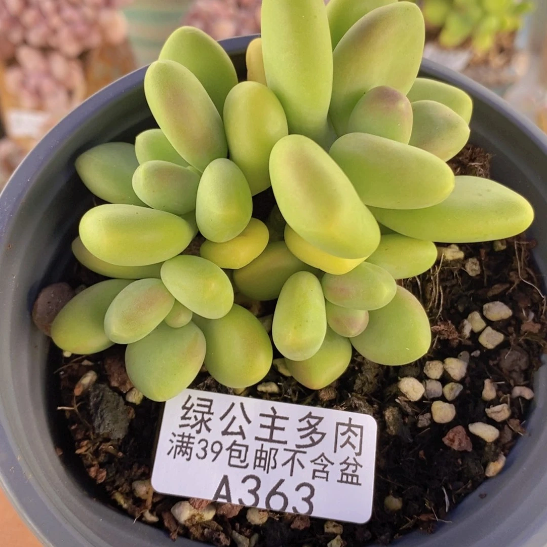kk奶7cm363多肉植物