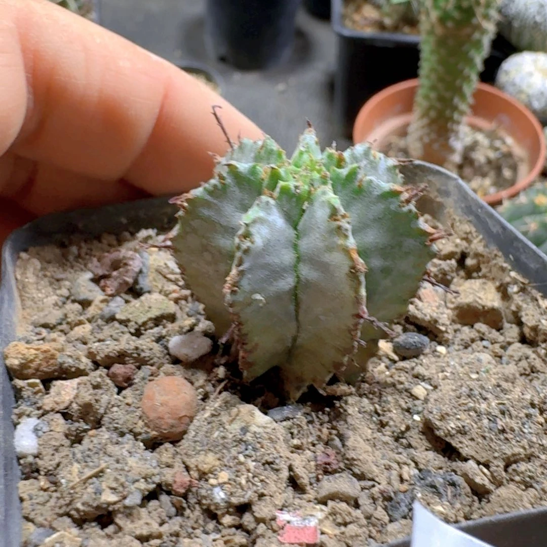 毕***线267白衣魁伟玉脱土发货