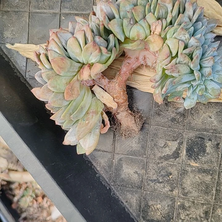 星影缀化树一颗不售后