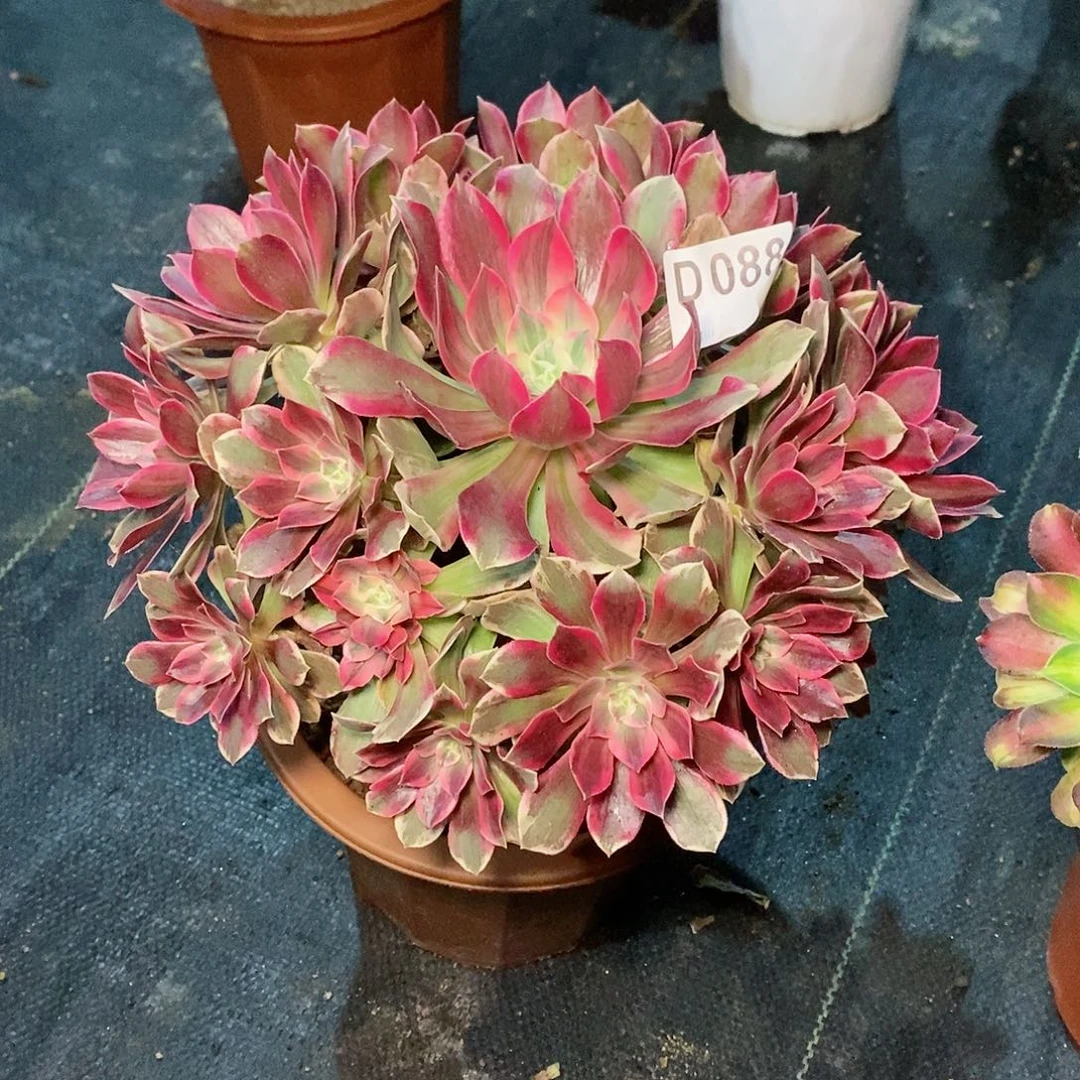 幻莎088多肉111111