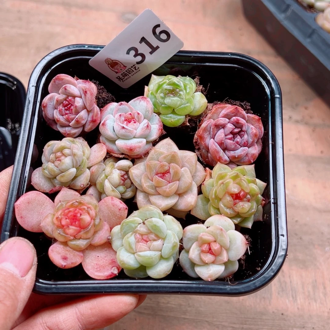 可*多肉植物多肉植物x