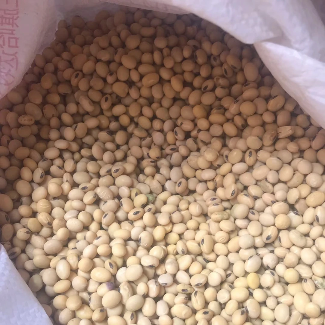 农家自种非转基因老品种黑脐黄豆打豆浆专用大豆