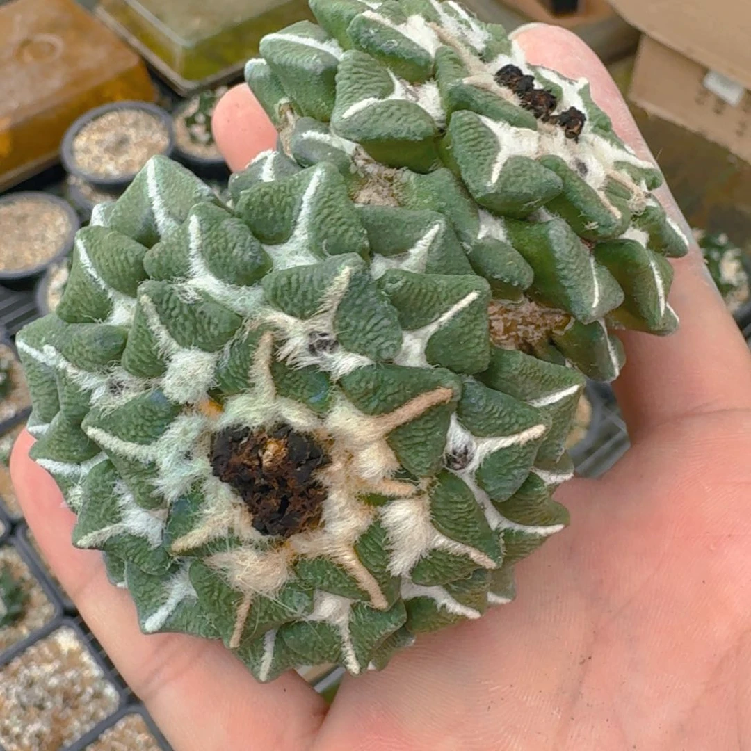 海****d仙人球开花一个