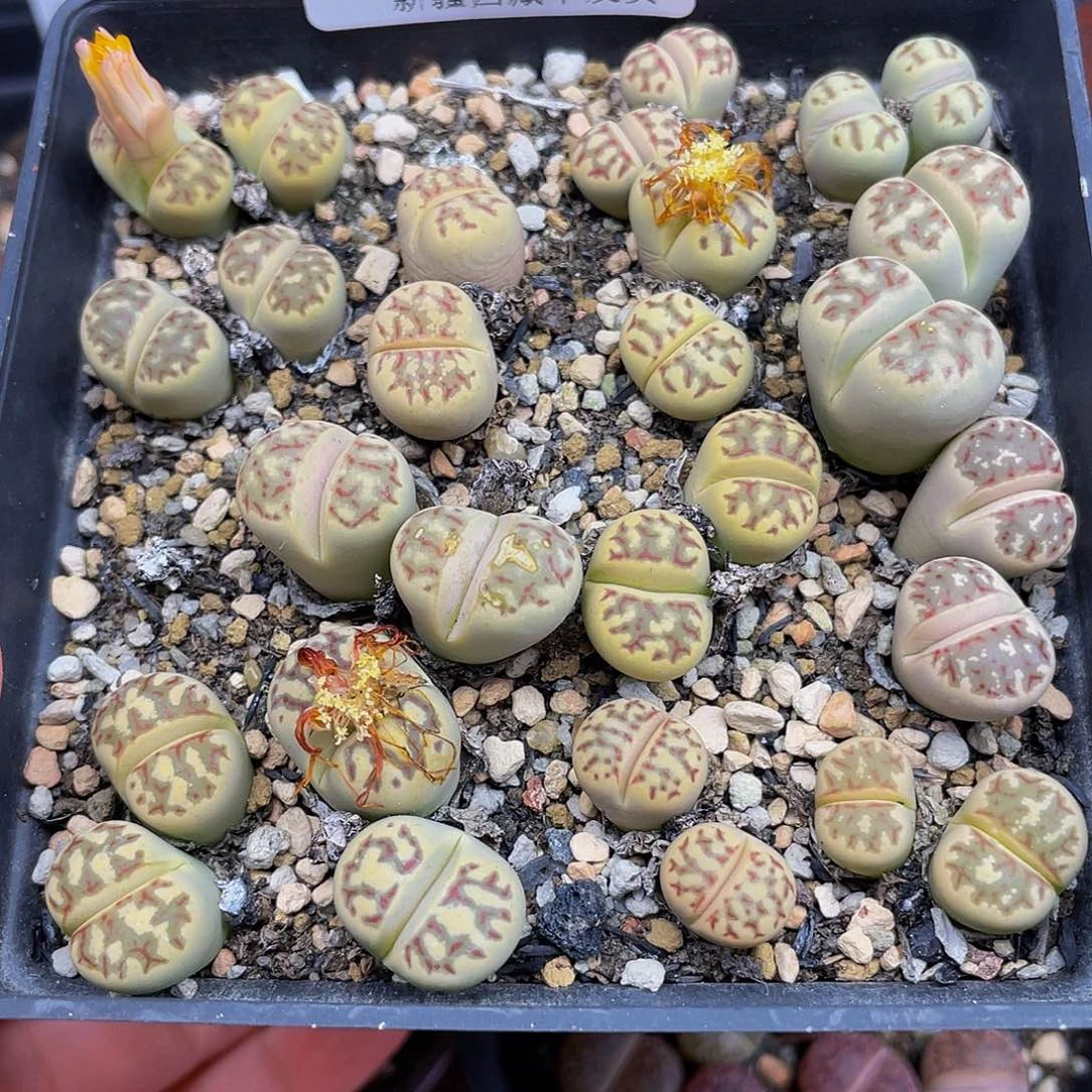 10100000000怪啊花花花