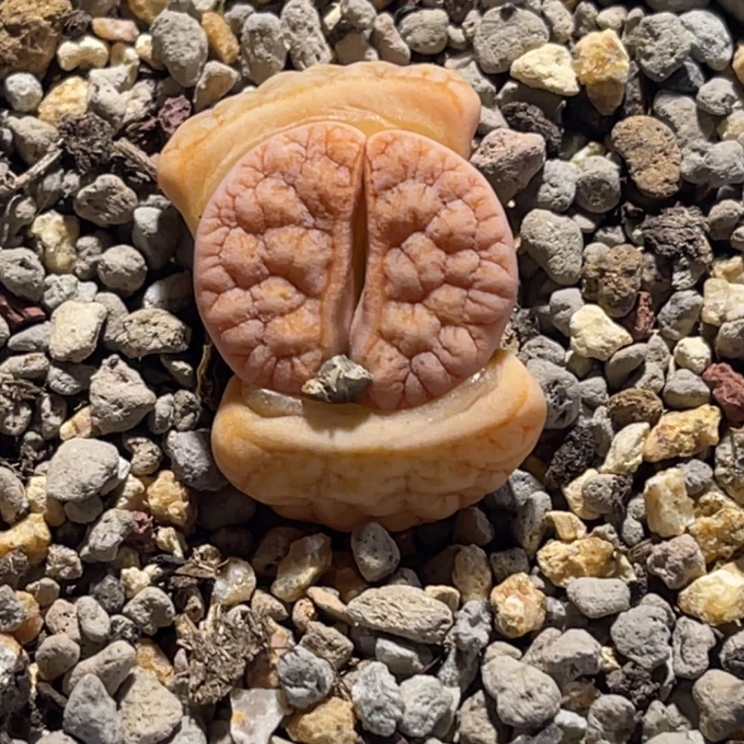 3594拿铁凹凸189。