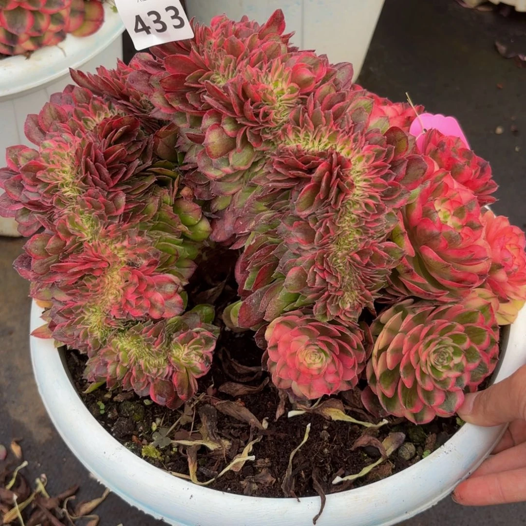 冷*?433多肉植物荔枝缀