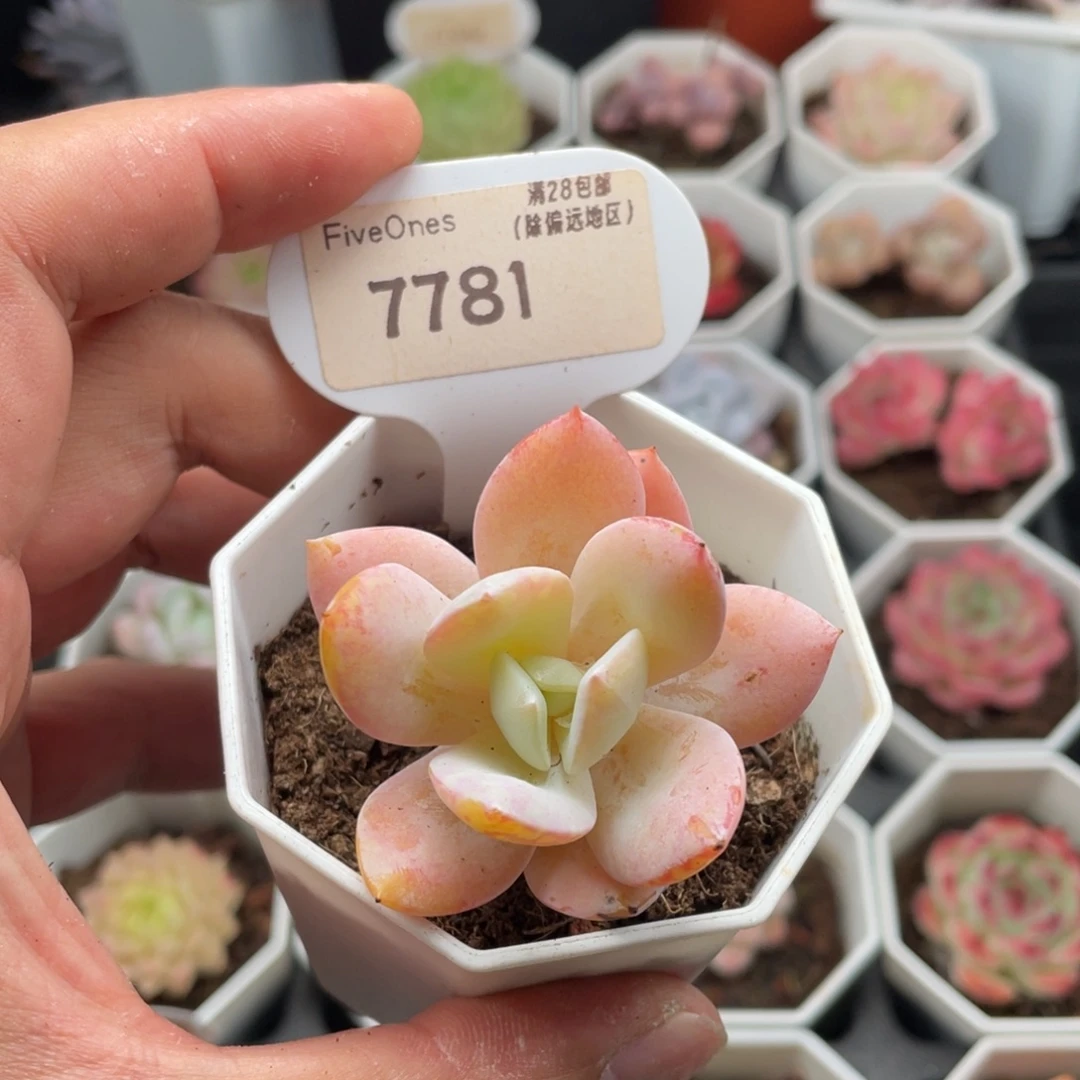 奶茶7781-5.0厘米