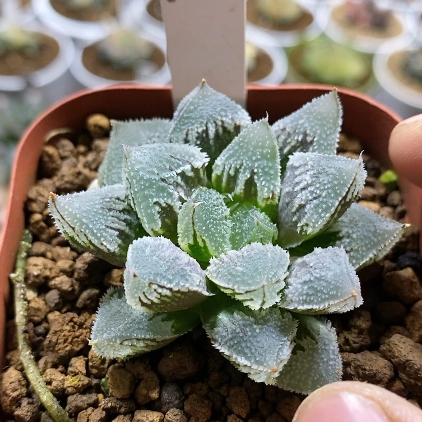 【闪购商品】150白帝城