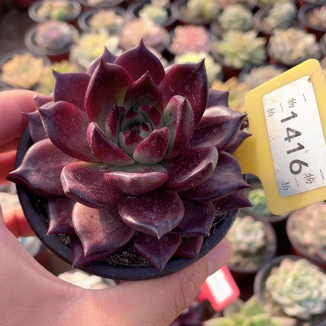 小***~1416号多肉植物盆栽